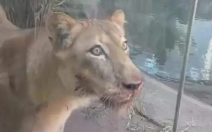 Não será sacrificada a Leoa que matou jovem de 19 anos na Bica, zoológico de João Pessoa