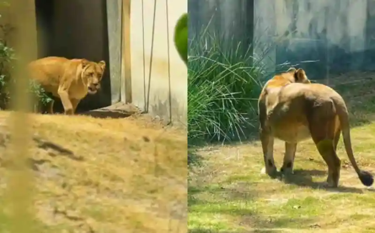 Leona está, aos poucos, voltando ao seu recinto na Bica, em João Pessoa