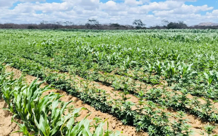 Plantação de maconha com mais de 100 mil pés é encontrada em Camalaú
