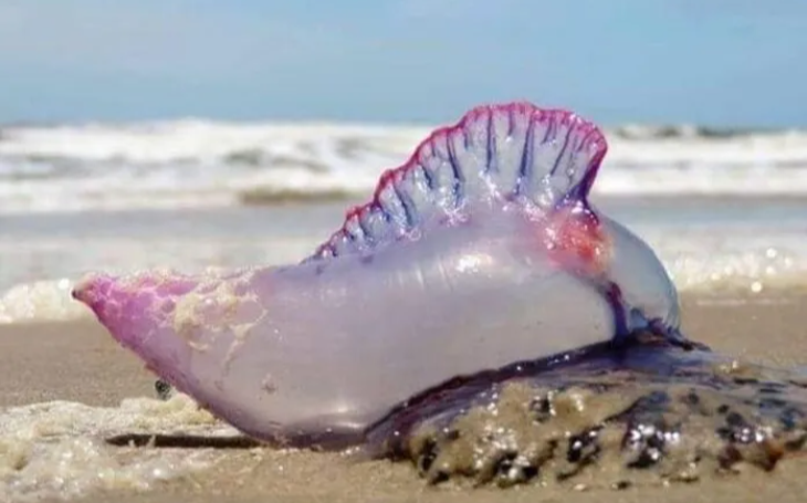 Caravelas nas praias de João Pessoa; o que fazer ao ter contato com a espécie?