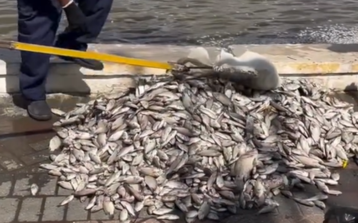Ministério Público abre inquérito para investigar poluição ambiental no Açude Velho, em Campina Grande