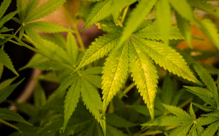 Justiça nega pedido do MPPB para afastar diretoria de associação autorizada a comercializar cannabis medicinal