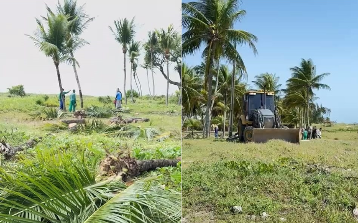 Justiça Federal manda suspender obras que derrubaram coqueiros em praia de Camboinha