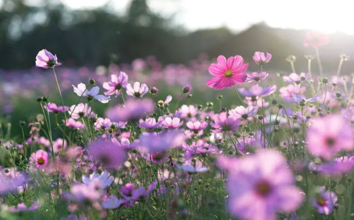 Primavera traz aumento gradual das temperaturas, a partir desta segunda-feira (22)